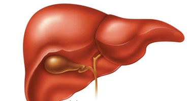 احذر زيادة حجم البطن فقد يكون نتيجة الإصابة بأمراض فى الكبد