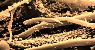 دراسة أمريكية جديدة تكشف عن استخدام 