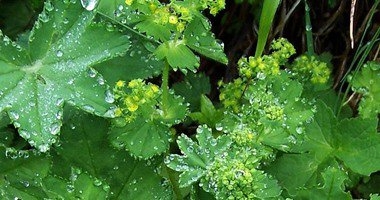 10 فوائد لعشبة رجل الأسد.. أهمها التخلص من السمنة ووقف النزيف