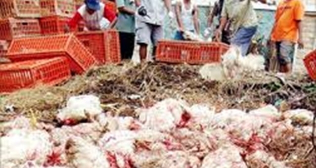 اكتشاف سلالة جديدة لانفلونزا الطيور لفيروس 