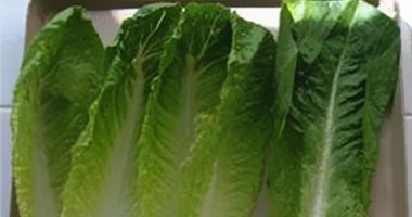 بحث أمريكى: استخدام أوراق الخس فى إنتاج مصل مضاد لفيروس 