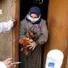 استنفار بأجهزة الدولة بعد تفشي «أنفلونزا الطيور» بالمحافظات  اقرأ المقال الاصلى فى المصريون 