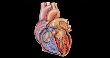 استشارى: 4 أمراض بالقلب تمنع الفتاة من الحمل والولادة